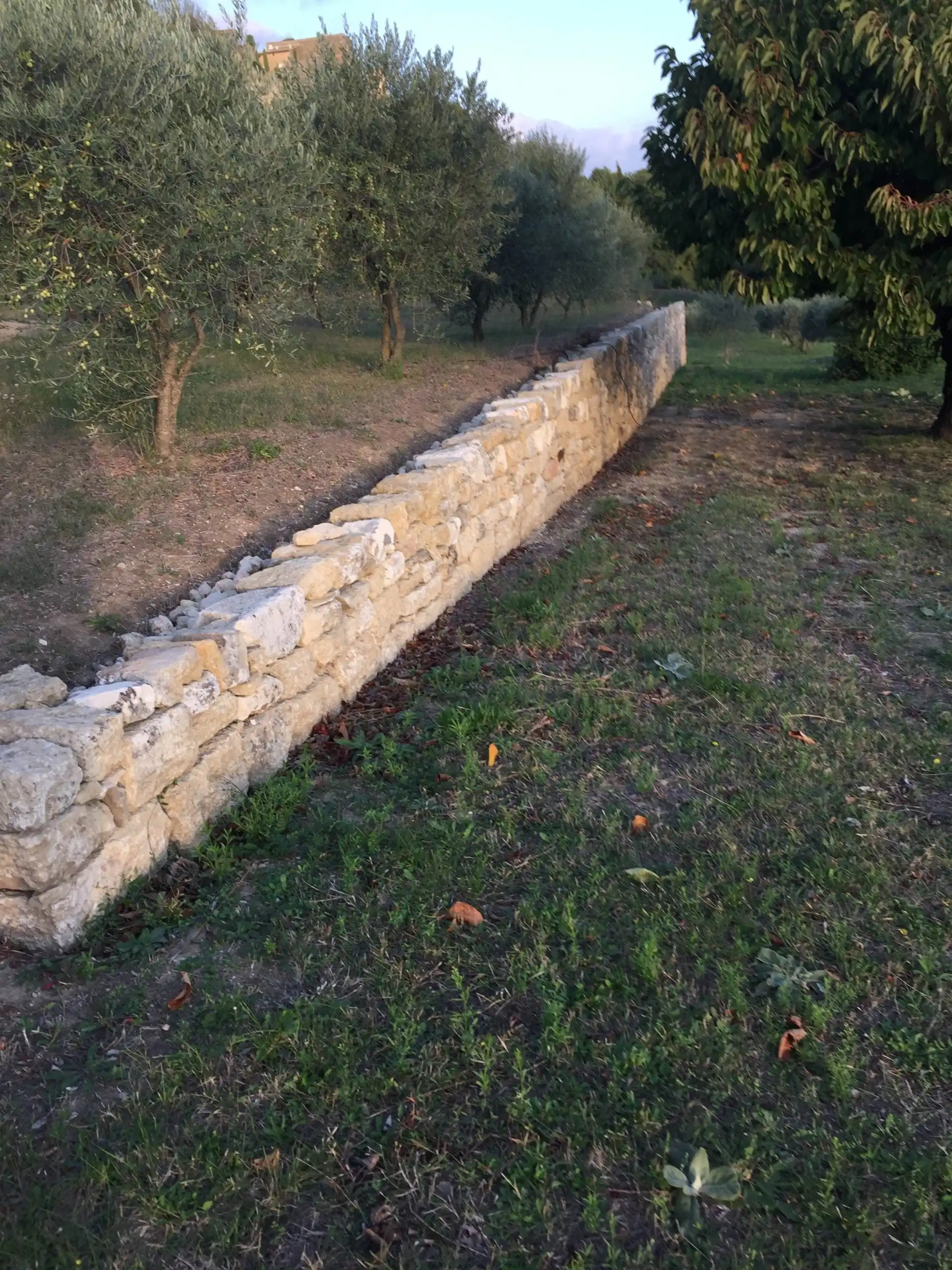 Muret en pierre naturelle réalisé pour délimiter une oliveraie dans le Luberon.